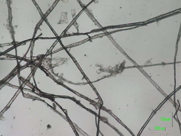 紙料同定調査_光学顕微鏡
